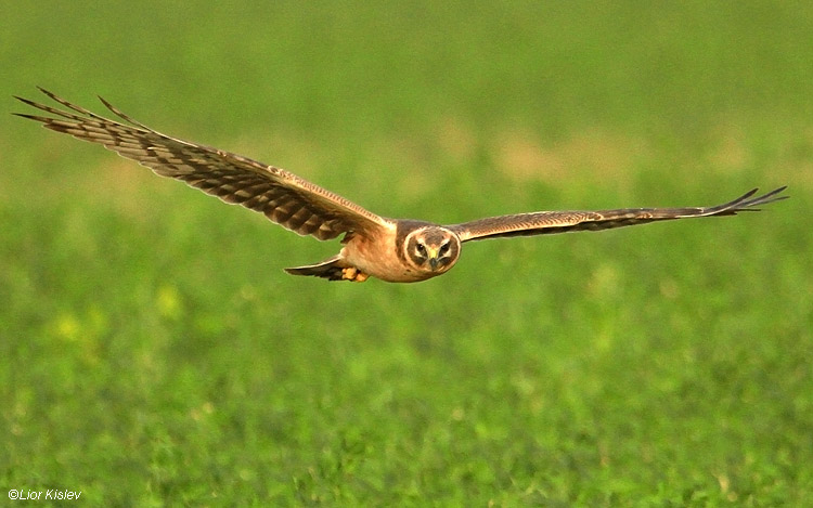        Palid Harrier Circus macrourus  Beit Shean valley 18-12-10  Lior Kislev                         